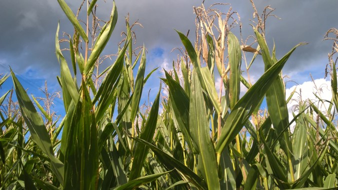 WP_20170917_13_24_25_Pro(1)